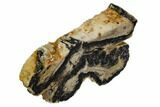 Mammoth Molar Slice With Case - South Carolina #106428-2